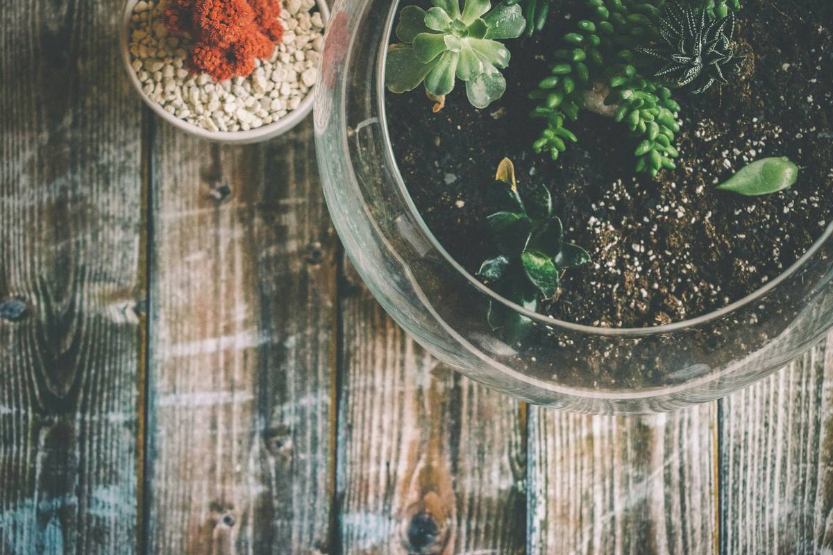 Terrariums home depot glass bowl kit with activated charcoal, sphagnum moss, and fern cuttings on a white kitchen counter