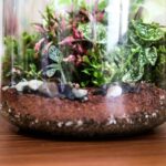 Home Decor Terrariums: 7 Proven Tips to Avoid Costly Mistakes