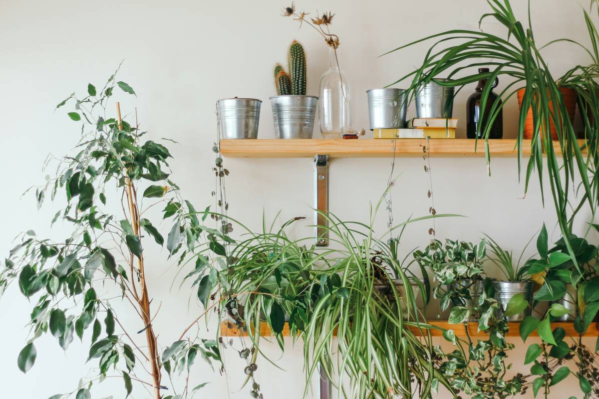 plant display terrarium what can live featuring a thriving open terrarium with fittonia, selaginella, and dwarf mondo grass in layered substrate