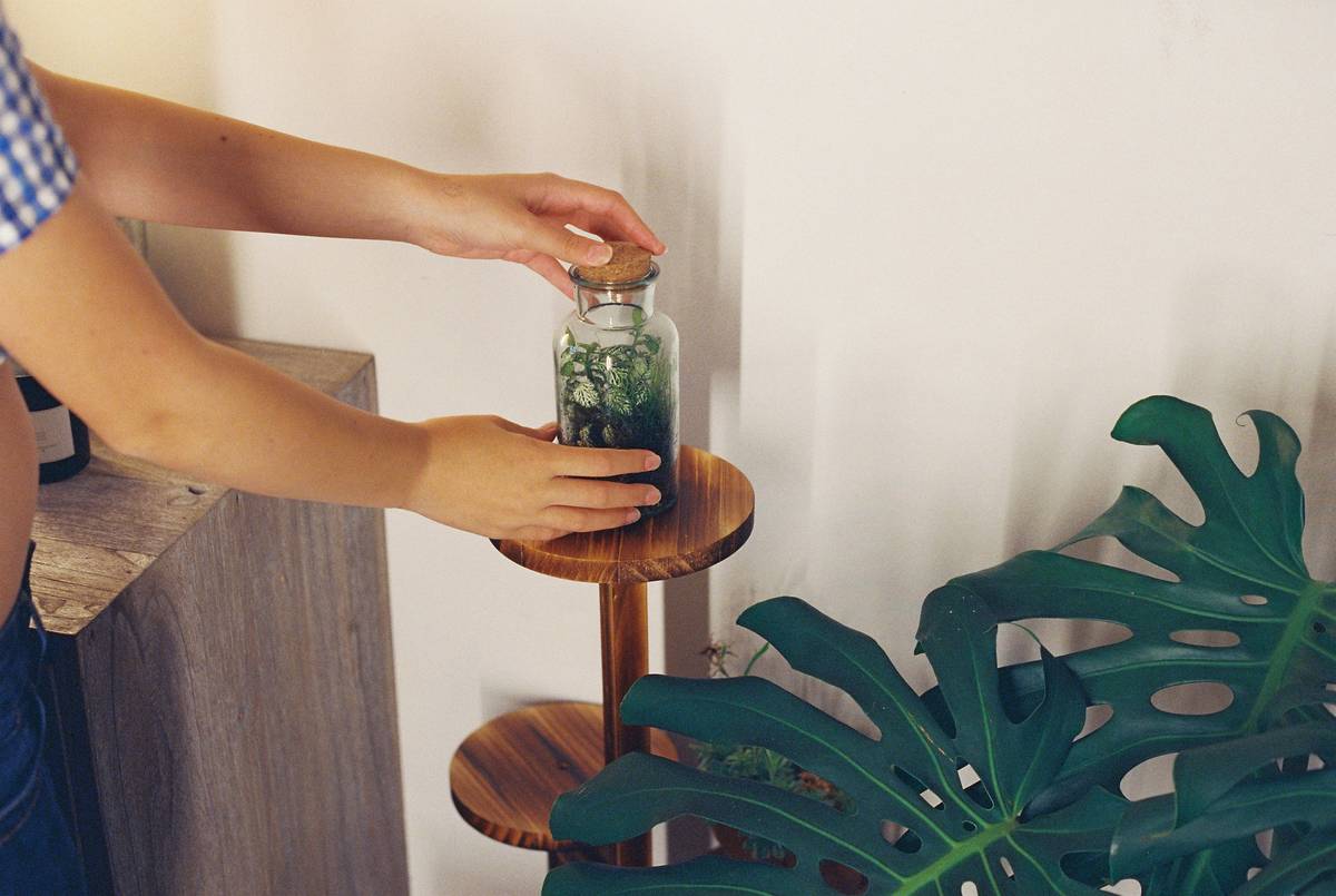 home decor terrariums arranged on a floating oak shelf with trailing peperomia and moss under soft ambient light
