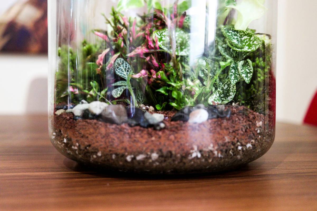 Plant Display Terrarium What Can Live: 7 Proven Options to Avoid Foggy, Dead-Ended Mistakes