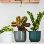 Terrariums Home Depot: 7 Proven Tips to Avoid Costly Mistakes