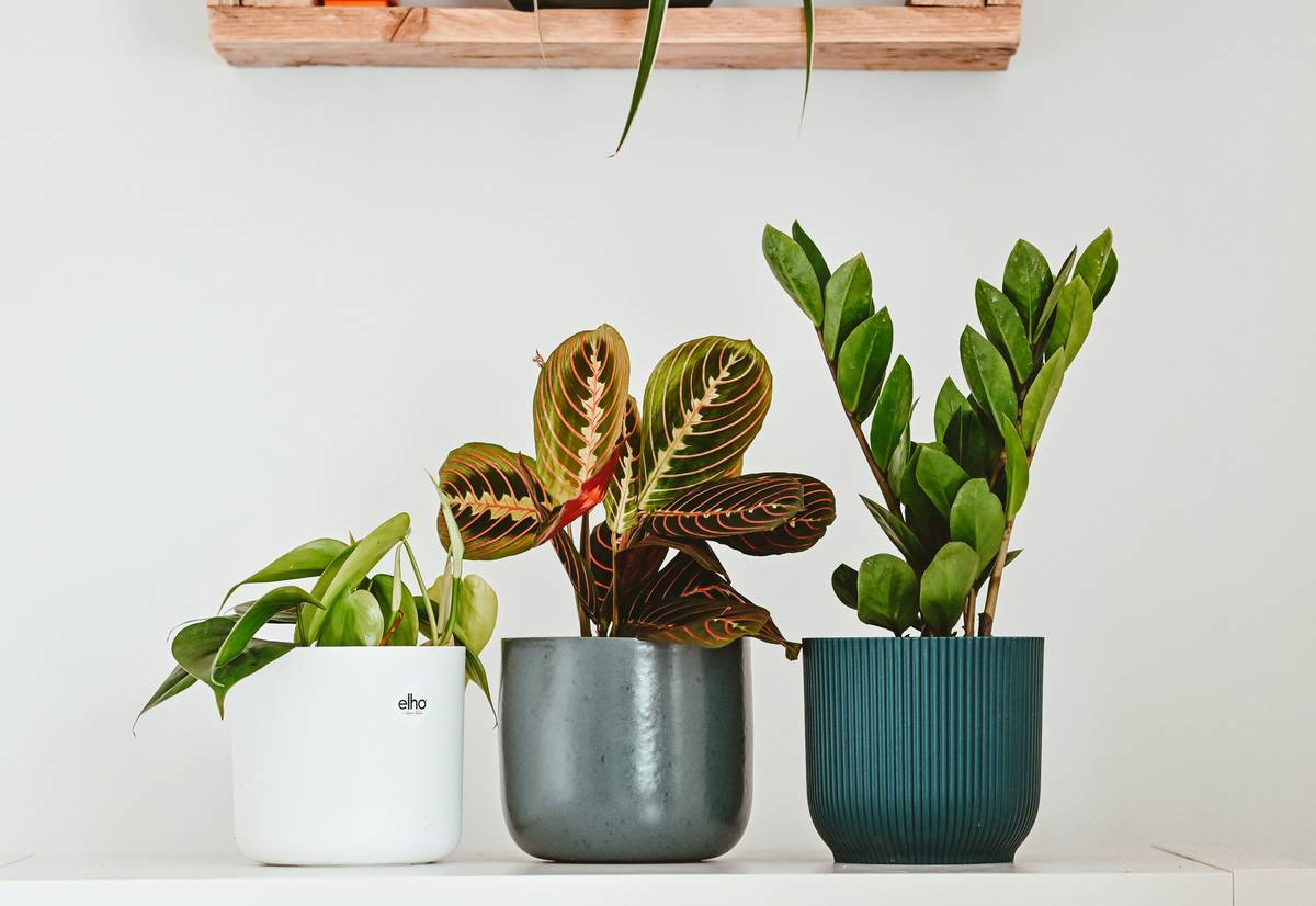 Terrariums Home Depot: 7 Proven Tips to Avoid Costly Mistakes